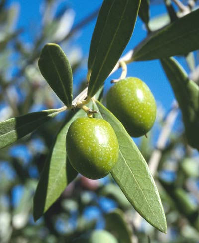 OLIVE LEAF GREAT AGAINST MANY VIRUSES, BACTERIA & FUNGI